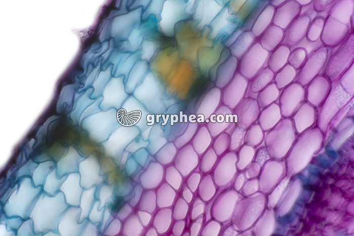 Tige de Sureau - liège CT x100 - gryphea.com